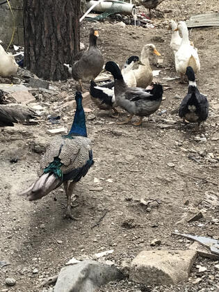 Ema Hotel - Görsel 43