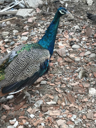 Ema Hotel - Görsel 37