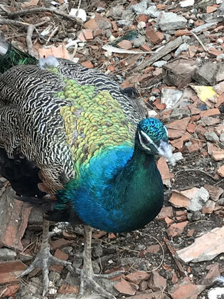 Ema Hotel - Görsel 18