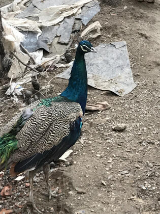 Ema Hotel - Görsel 38