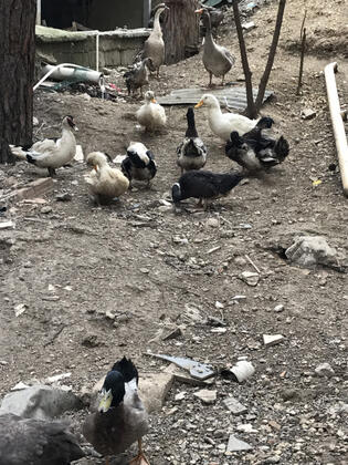 Ema Hotel - Görsel 28