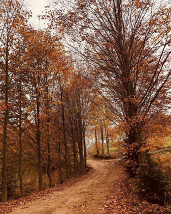 Nayino Dağ Evi - Görsel 8