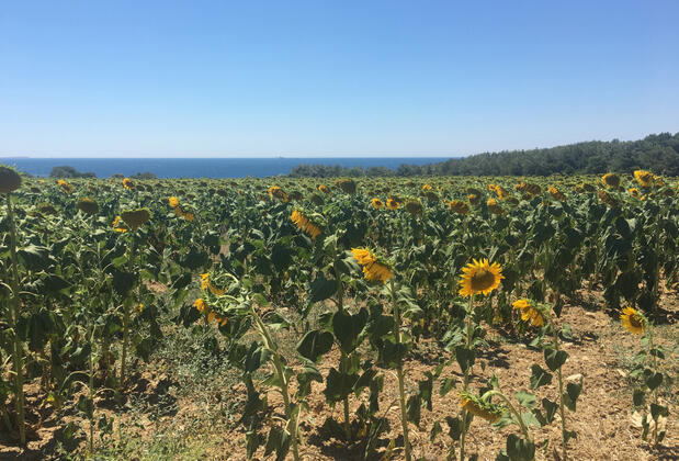 Seddülbahir Mocamp - Görsel 5