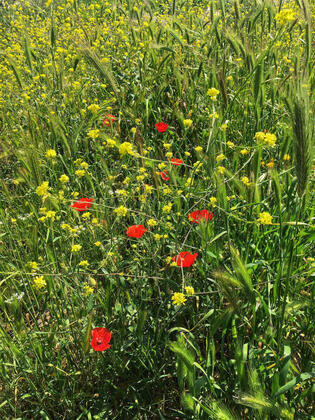 Seddülbahir Mocamp - Görsel 27