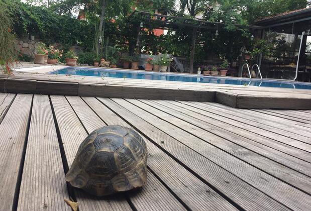 Beydağı Konak Otel Göynük - Görsel 32