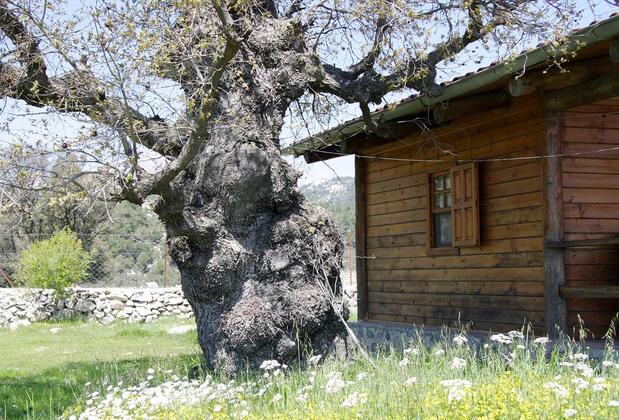 Black Tree Farm & Cottages - Görsel 3