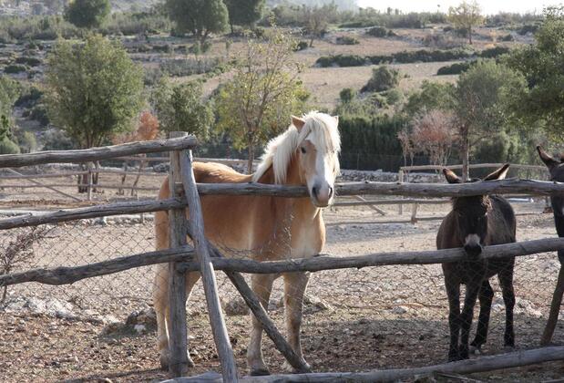 Black Tree Farm & Cottages - Görsel 21