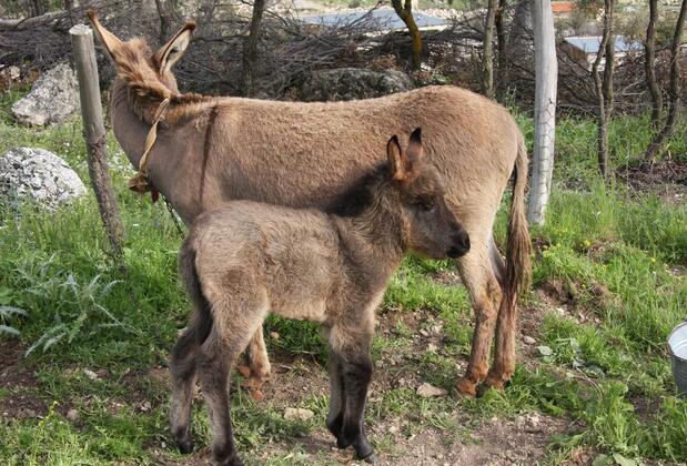 Black Tree Farm & Cottages - Görsel 5