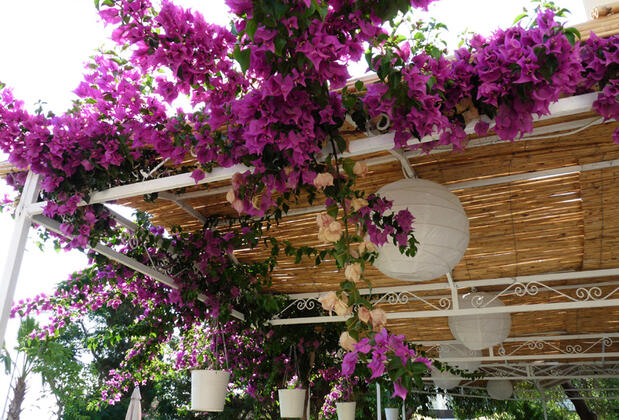 Palmiye Otel Özdere - Görsel 29