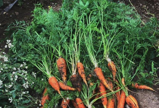 Plato'da Mola - Görsel 26