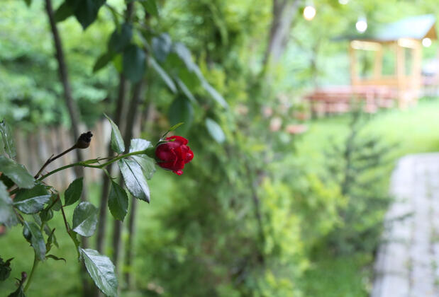 Abant Paşa Pansiyon - Görsel 12