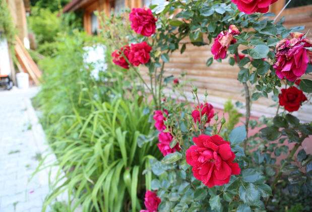 Abant Paşa Pansiyon - Görsel 16