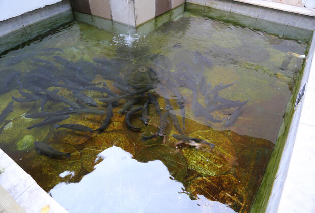 Abant Paşa Pansiyon - Görsel 31