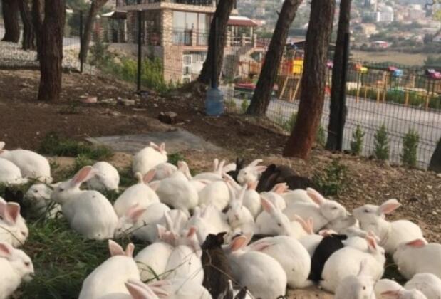 Hasköy Butik Otel - Görsel 5