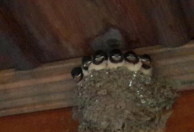 Biber Evi Butik Hotel - Görsel 32