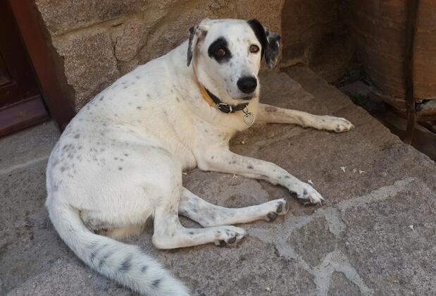 Biber Evi Butik Hotel - Görsel 18