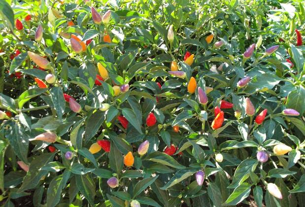 Biber Evi Butik Hotel - Görsel 34