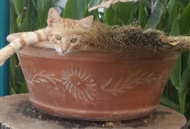 Dalyan Kilim Hotel - Görsel 24