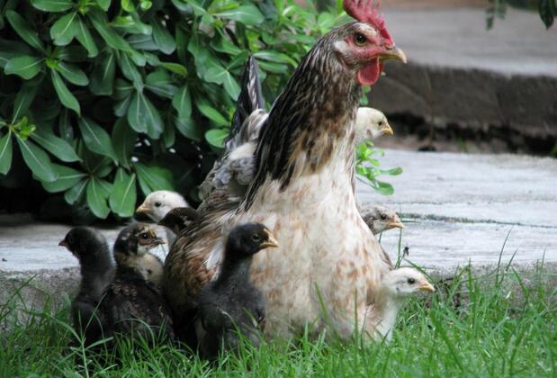 Aygün Pansiyon - Görsel 36