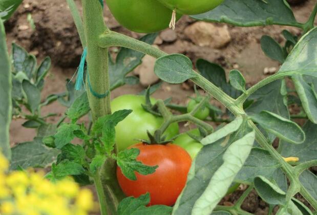 Aygün Pansiyon - Görsel 35