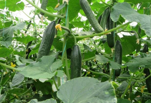 Aygün Pansiyon - Görsel 40