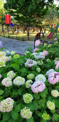 Mezere Konaklama & Restaurant - Görsel 3