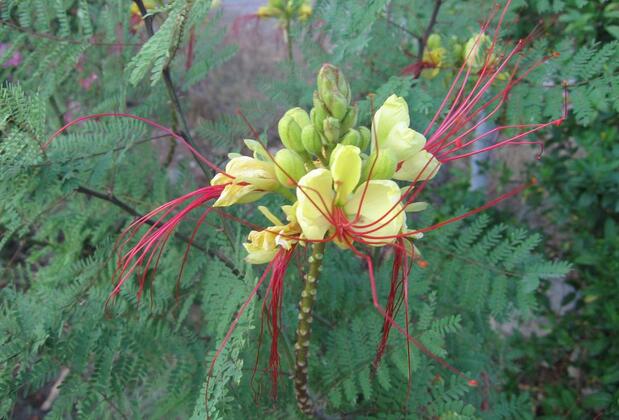 Engin Pansiyon - Görsel 30