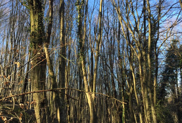 Klon Jawor Hotel - Görsel 12