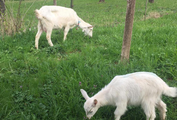 Klon Jawor Hotel - Görsel 14