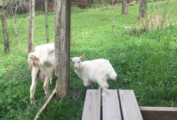 Klon Jawor Hotel - Görsel 34