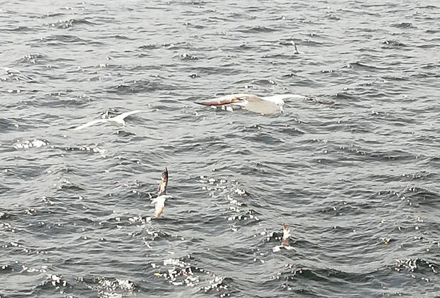 Minser Motel - Görsel 4