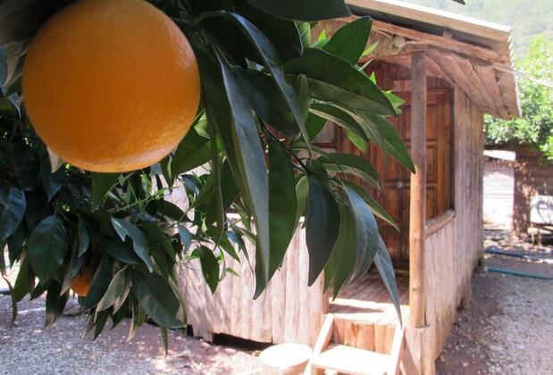 Olimpos Ayışığı Pansiyon - Görsel 42