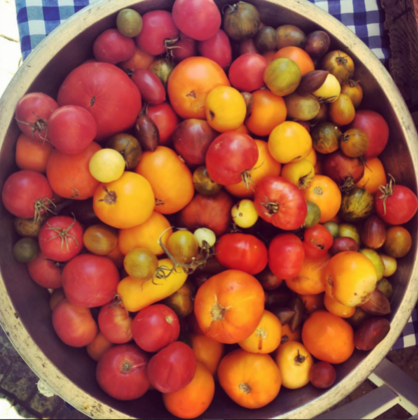 Goboca Dağ Evi - Görsel 3