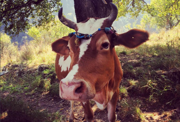 Goboca Dağ Evi - Görsel 22