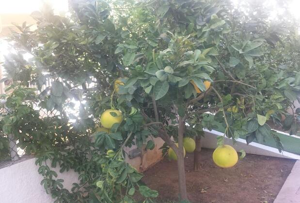 Pinus Apart & Otel - Görsel 34