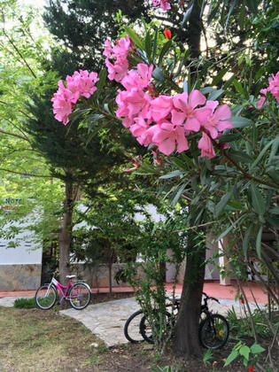 Artemis Hotel Çıralı - Görsel 17