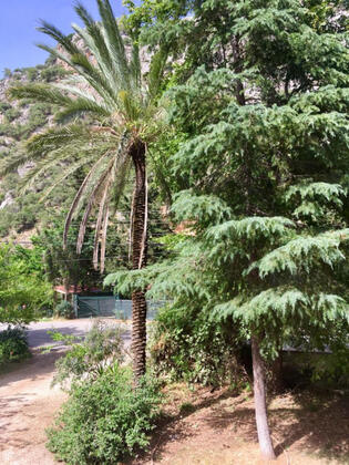 Artemis Hotel Çıralı - Görsel 18