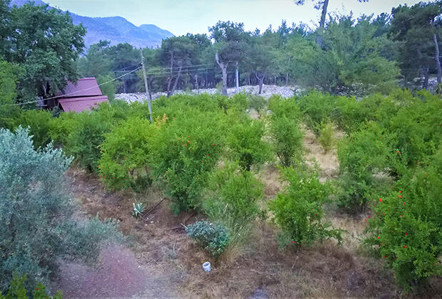 Olympos Eco Village Pansiyon - Görsel 12