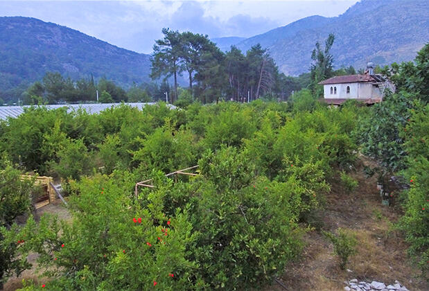 Olympos Eco Village Pansiyon - Görsel 10