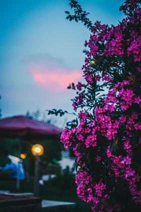 Güleda Bağevi - Görsel 19