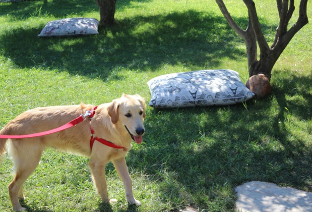 Poyraz Bağ Evleri - Görsel 25