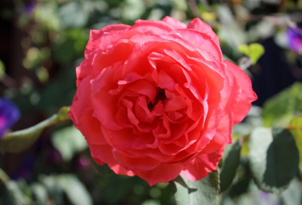 Poyraz Bağ Evleri - Görsel 11