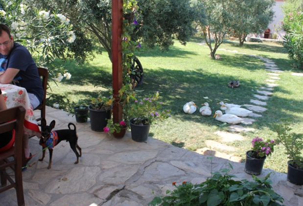 Poyraz Bağ Evleri - Görsel 29