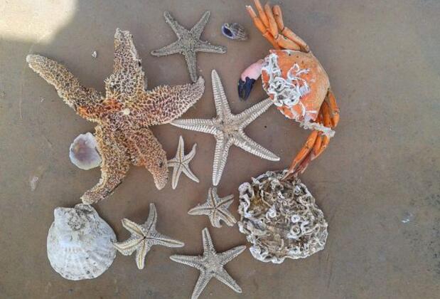 Arna Apart Pansiyon - Görsel 13