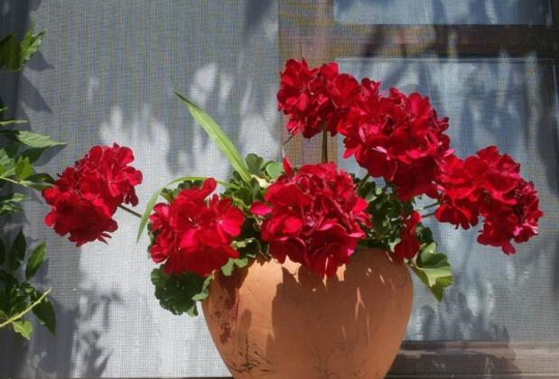 Bozcaada Petunya Apart - Görsel 23