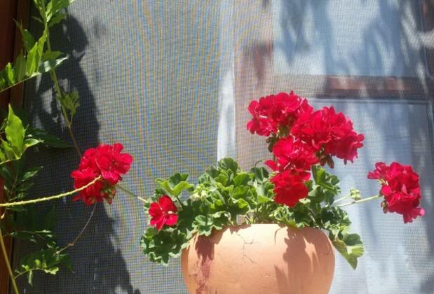 Bozcaada Petunya Apart - Görsel 43