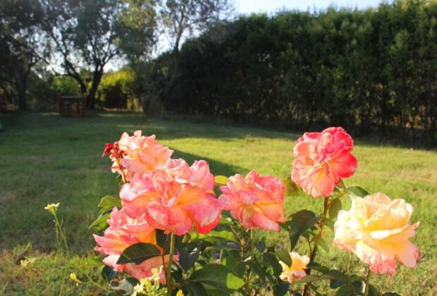 Kardinal Bağ Evi - Görsel 6