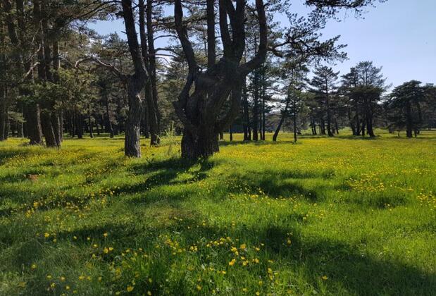 ADYA Bolu - Görsel 15