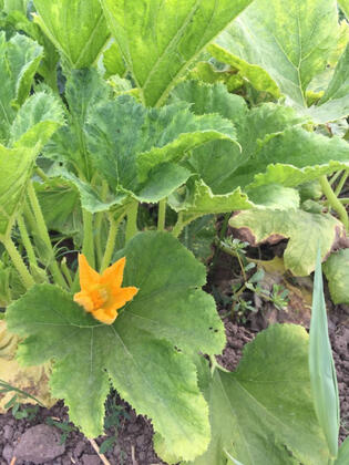 Taşhan Butik Hotel Sivrice - Görsel 18