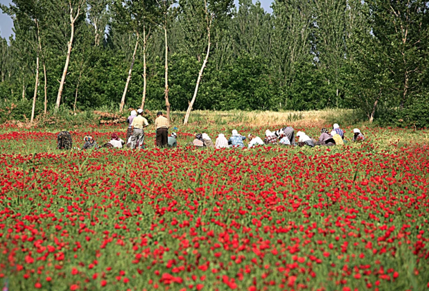 Club Orient - Görsel 8